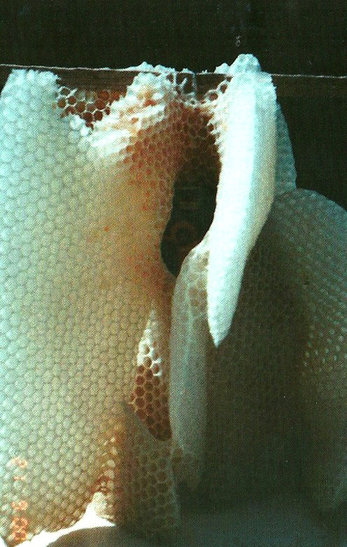 Cinstea albinelor față de Sfintele icoane Cinstea albinelor față de Sfintele icoane