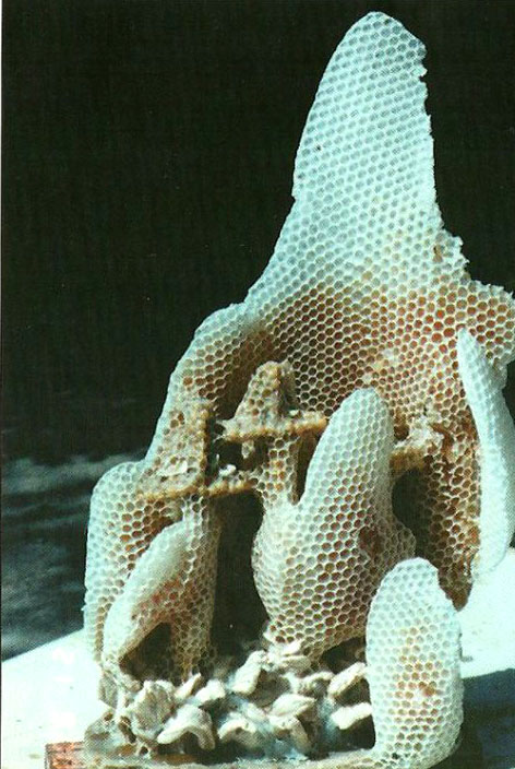 Cinstea albinelor față de Sfintele icoane Cinstea albinelor față de Sfintele icoane