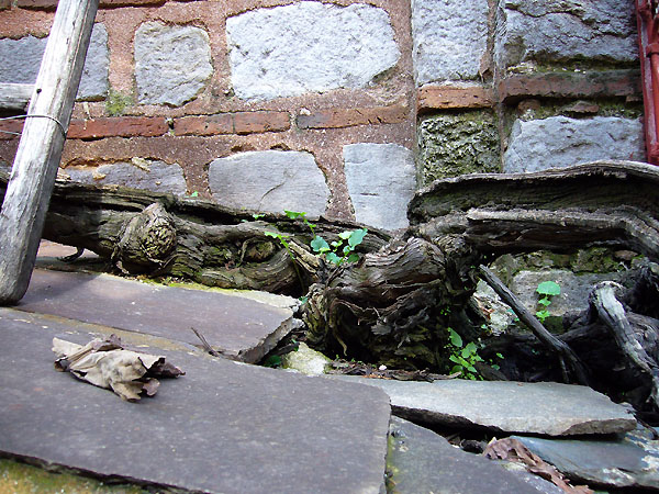 Viţa de vie care a încolţit din Mormântul de argint al Sfântului Simeon Bobițele de struguri de la Mănăstirea Hilandar ajută soții neroditori să dobândească prunci