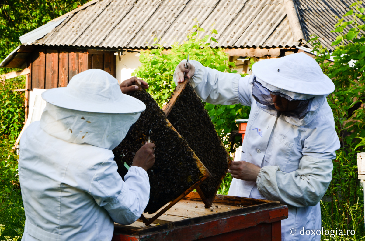 Ce se întâmplă în stupina Mănăstirii Războieni? / Foto: Maria Burlă inspectarea ramelor din stup