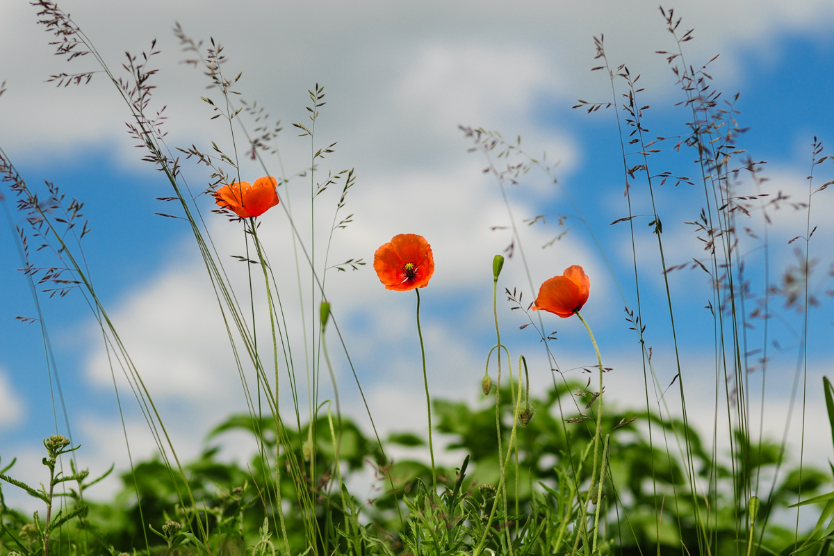 Viața omului e ca floarea câmpului – să avem grijă de suflet! maci