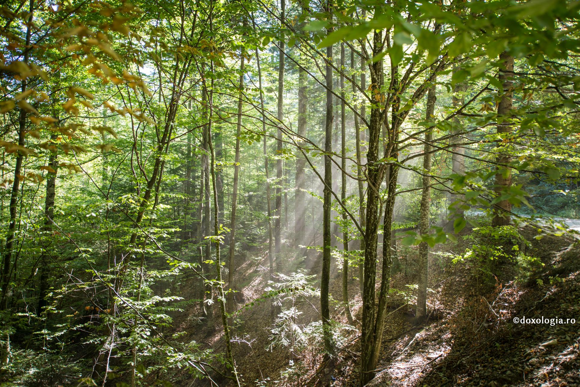 Ascetul care a fugit în pustie pentru a nu deveni stareț și mitropolit ‒ Ieroschimonahul Neofit Eliade / Foto: Oana Nechifor raze de soare în pădure