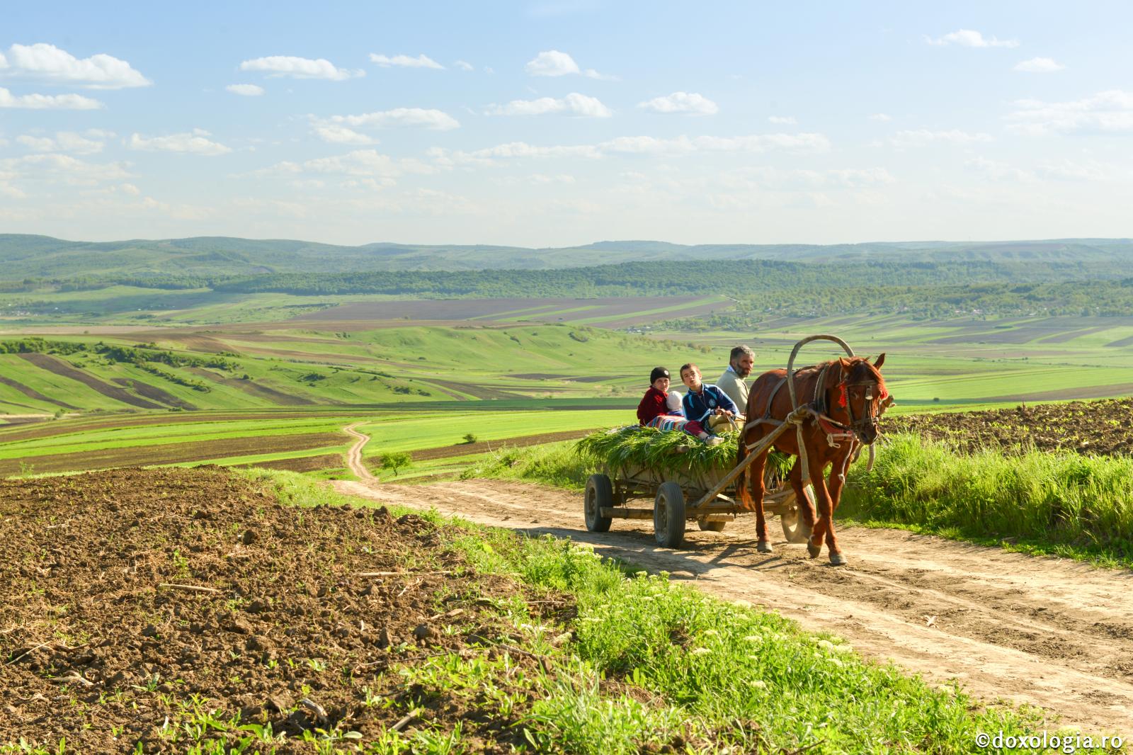 Unde va cădea sămânța Domnului? / Foto: Oana Nechifor căruță pe câmp
