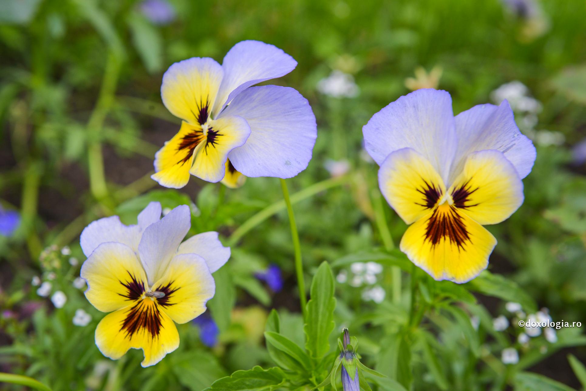 AUDIO „Oamenii care aduc mulțumită lui Dumnezeu permanent nu suferă niciodată de depresie” AUDIO „Oamenii care aduc mulțumită lui Dumnezeu permanent nu suferă niciodată de depresie”