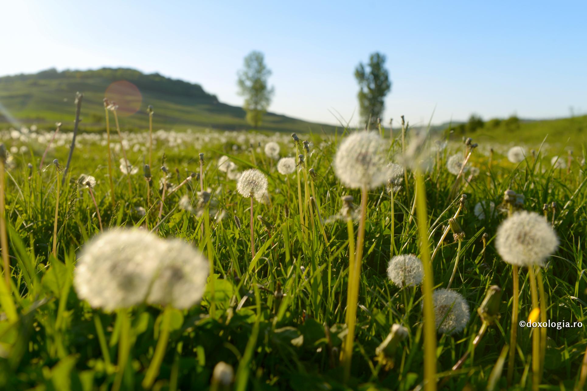 Iubește smerenia. Ea îți va acoperi toate păcatele tale / Foto: Oana Nechifor păpădii