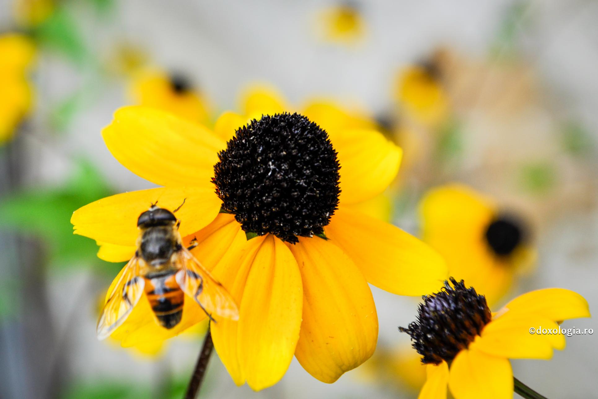 Scrierile Părinților sunt pline de nectarul învățăturilor albină pe floare