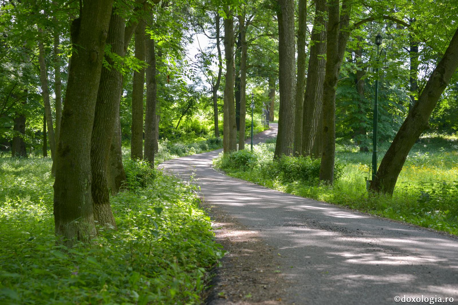 Strâmtă și anevoioasă este calea lui Dumnezeu, dar și odihna viitoare mare și nemărginită este / Foto: Oana Nechifor drum în pădure