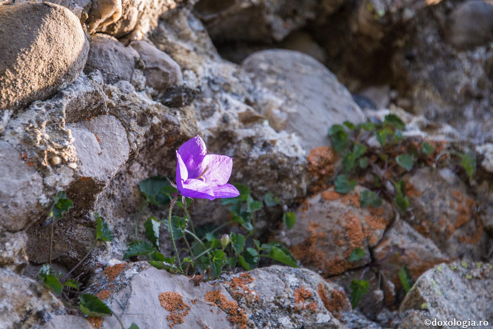 Nu te încrede în amăgiri! / Foto: Oana Nechifor clopoțel de munte