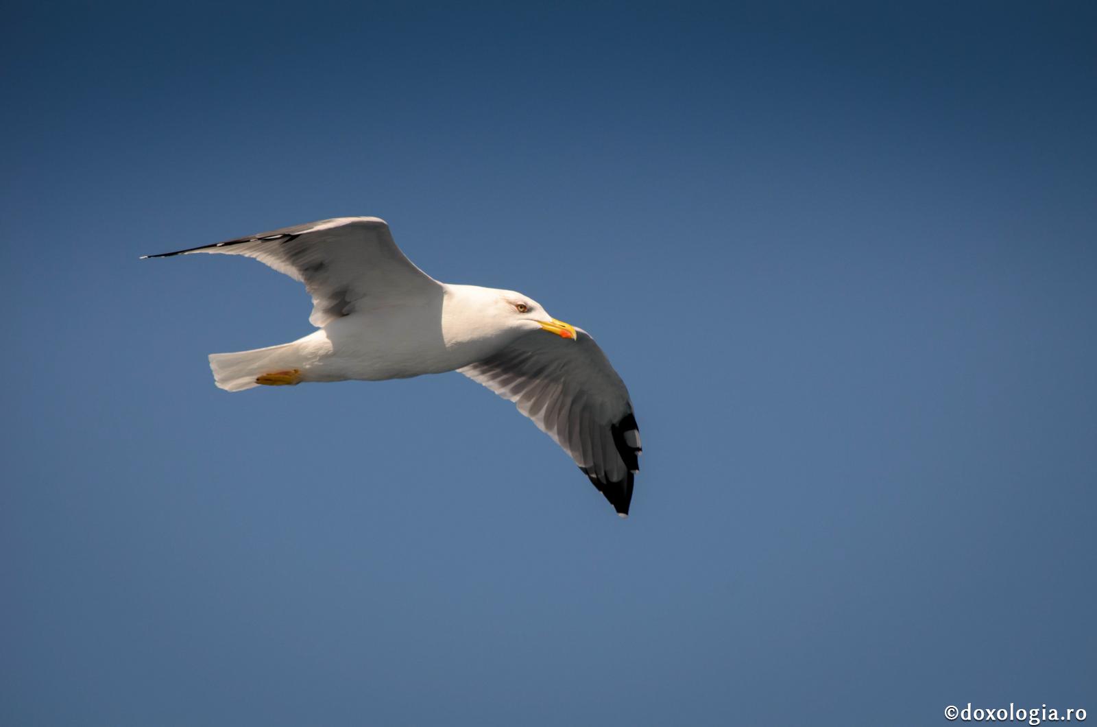Există un timp al iernii sufletului și un timp al liniștirii minții / Foto: Bogdan Zamfirescu pescăruș