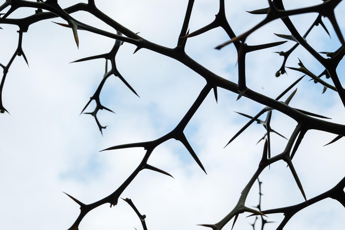 Neștiința, uitarea și nepăsarea sunt proptelele tuturor patimilor / Foto: Oana Nechifor spini