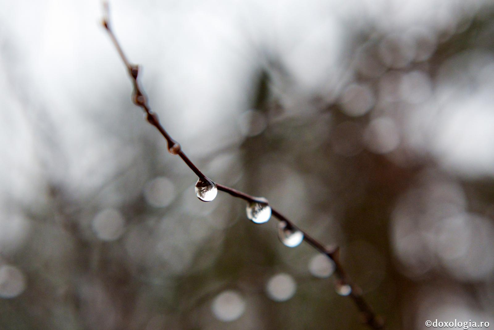 De unde vine stresul? / Foto: Oana Nechifor picături de apă pe ramură