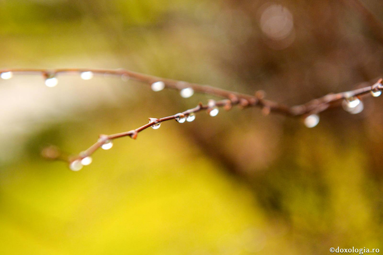 Unde nu sunt lacrimi, nu este mântuire / Foto: Oana Nechifor rouă pe ram