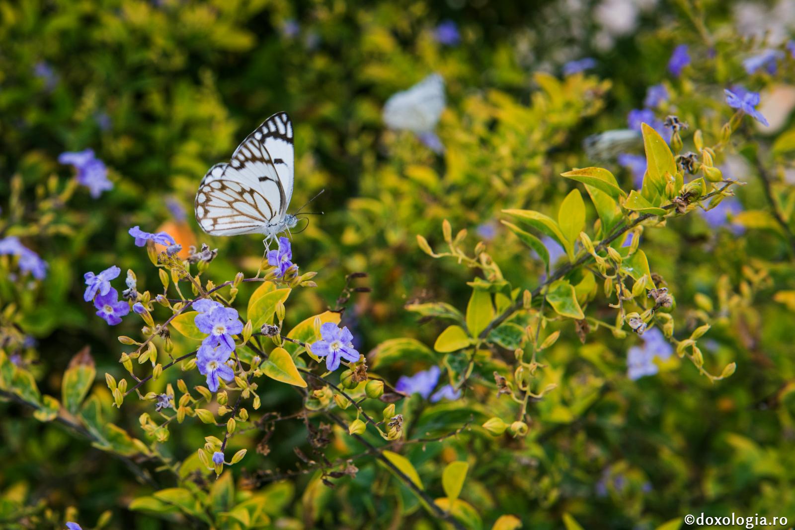 Foto: Oana Nechifor Frumusețea și bogăția lumii – declarație de dragoste pentru noi