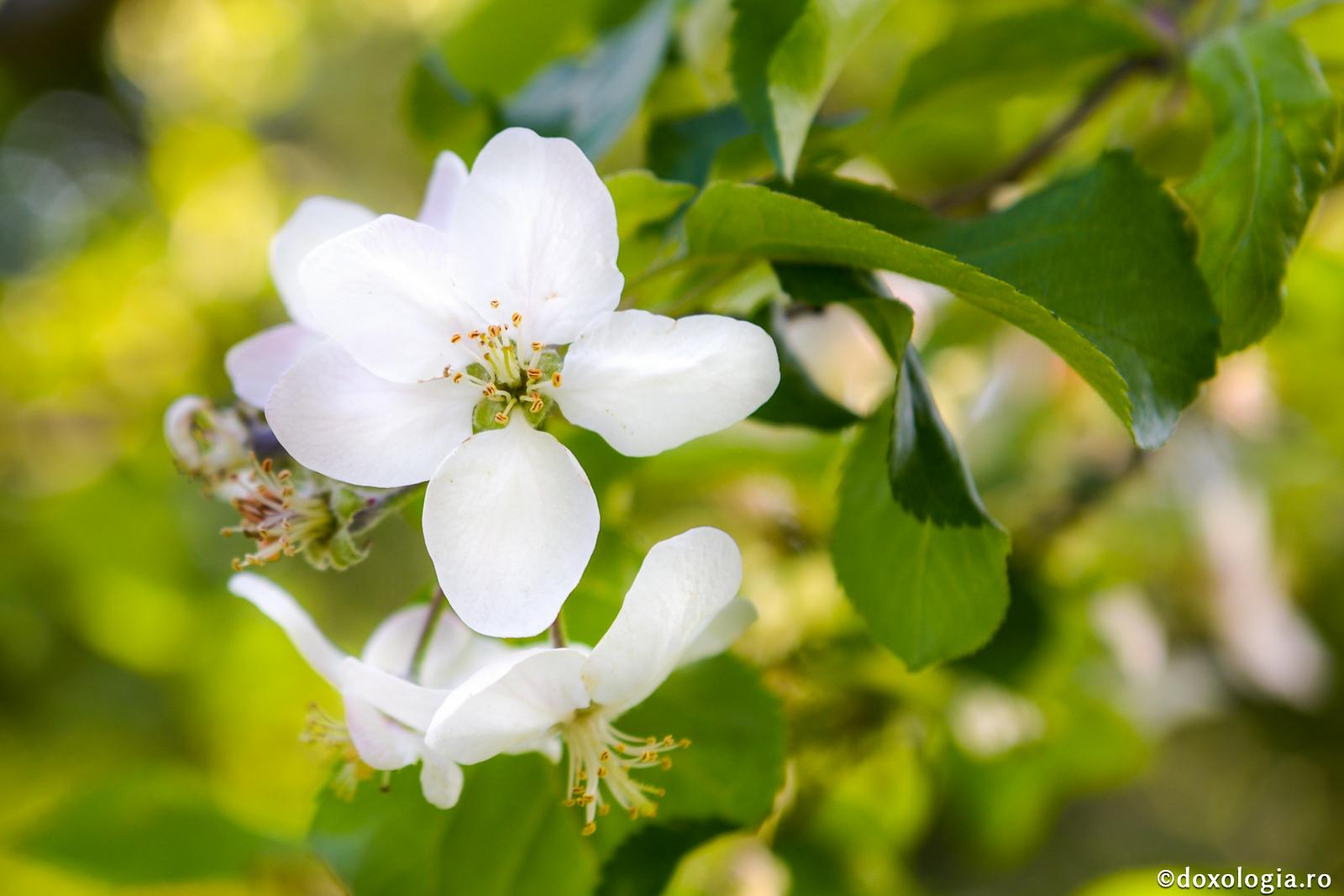 Foto: Oana Nechifor Cum să trăim viața în Hristos