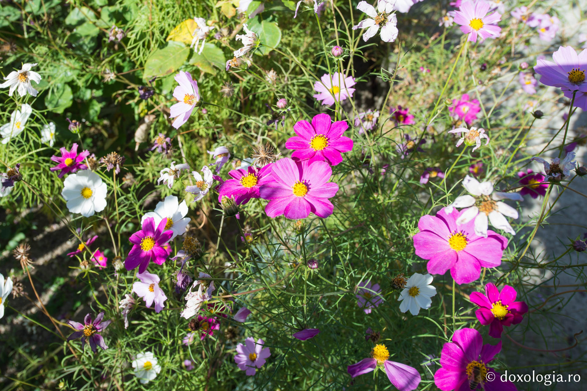 Foto: Oana Nechifor Mănăstirea Horăicioara, „cuibul” iubitorilor de liniște
