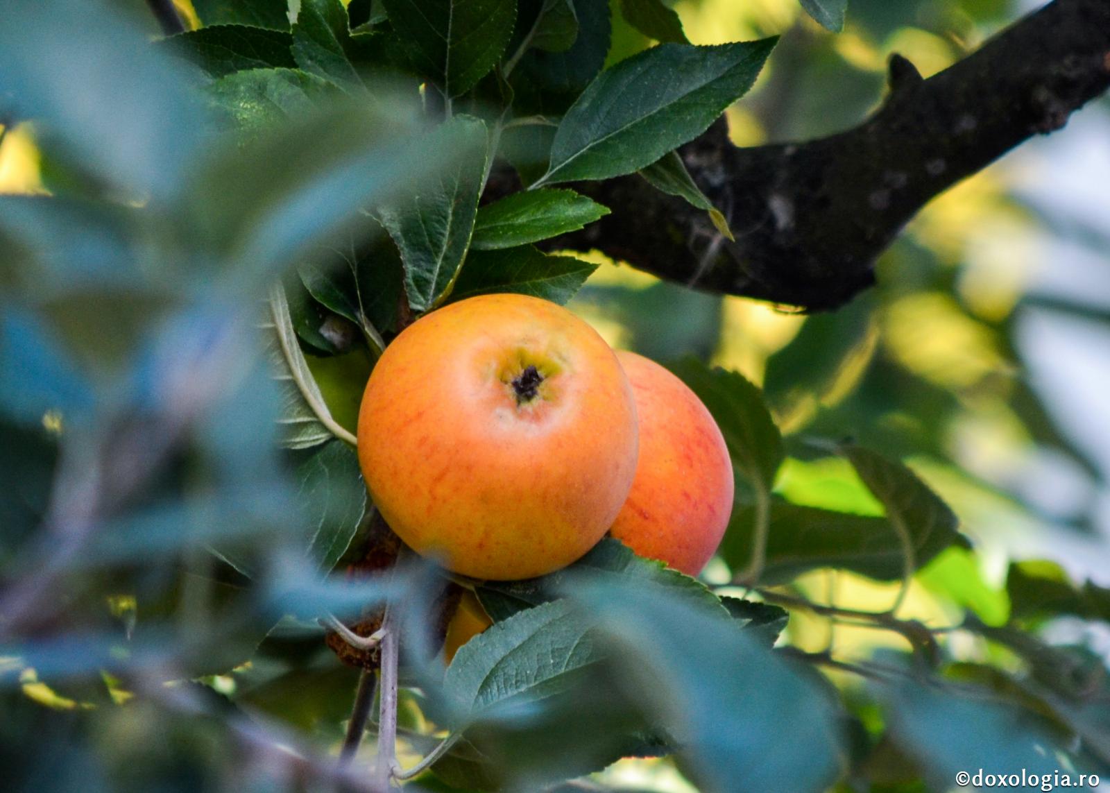 Dacă postul ar cârmui viața noastră, atunci viața n-ar mai fi atât de plină de plâns și de tristețe / Foto: Bogdan Zamfirescu mere pe creangă