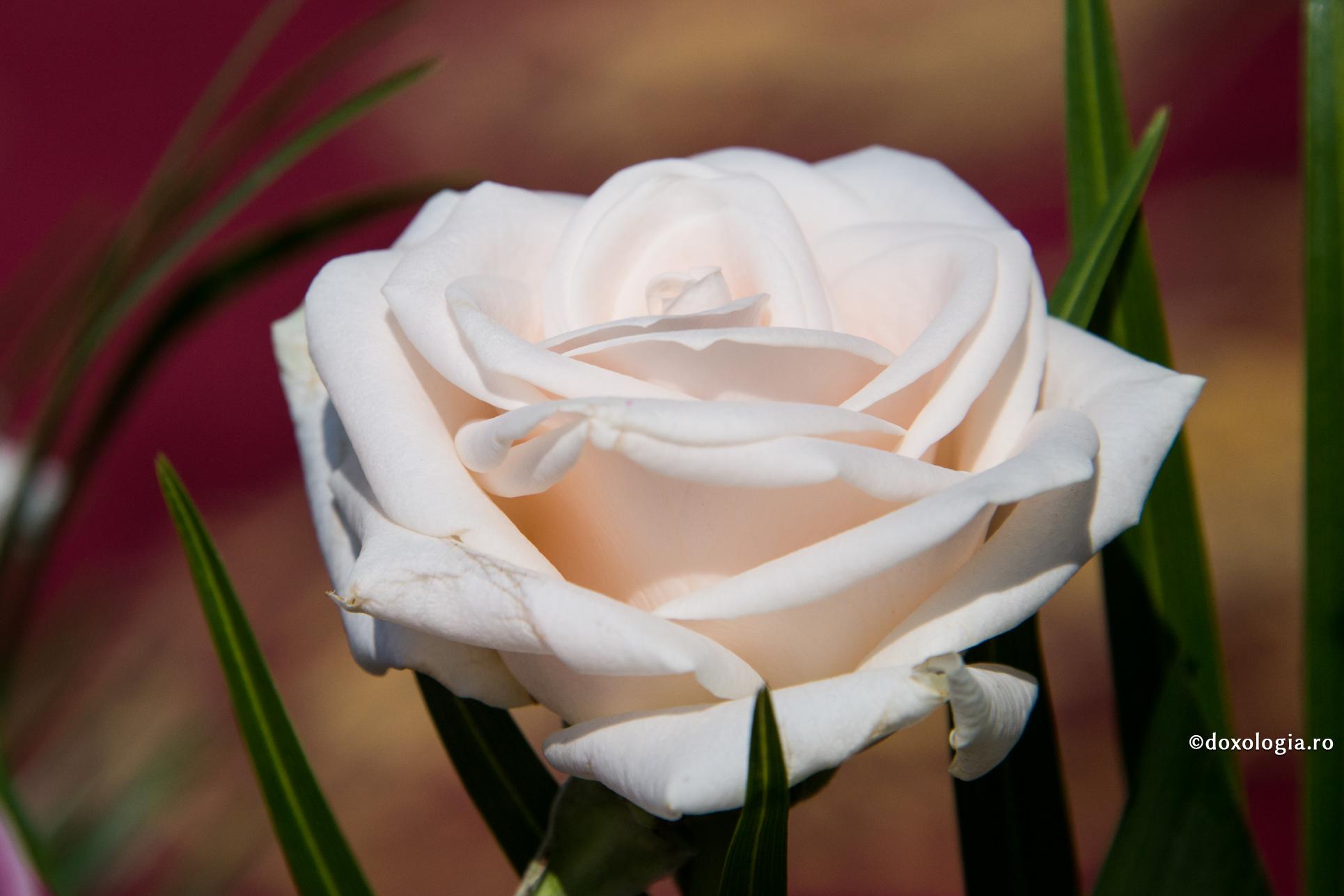 Copila orfană și săracă, ajunsă cea mai mare Împărăteasă / Foto: Bogdan Zamfirescu trandafir alb