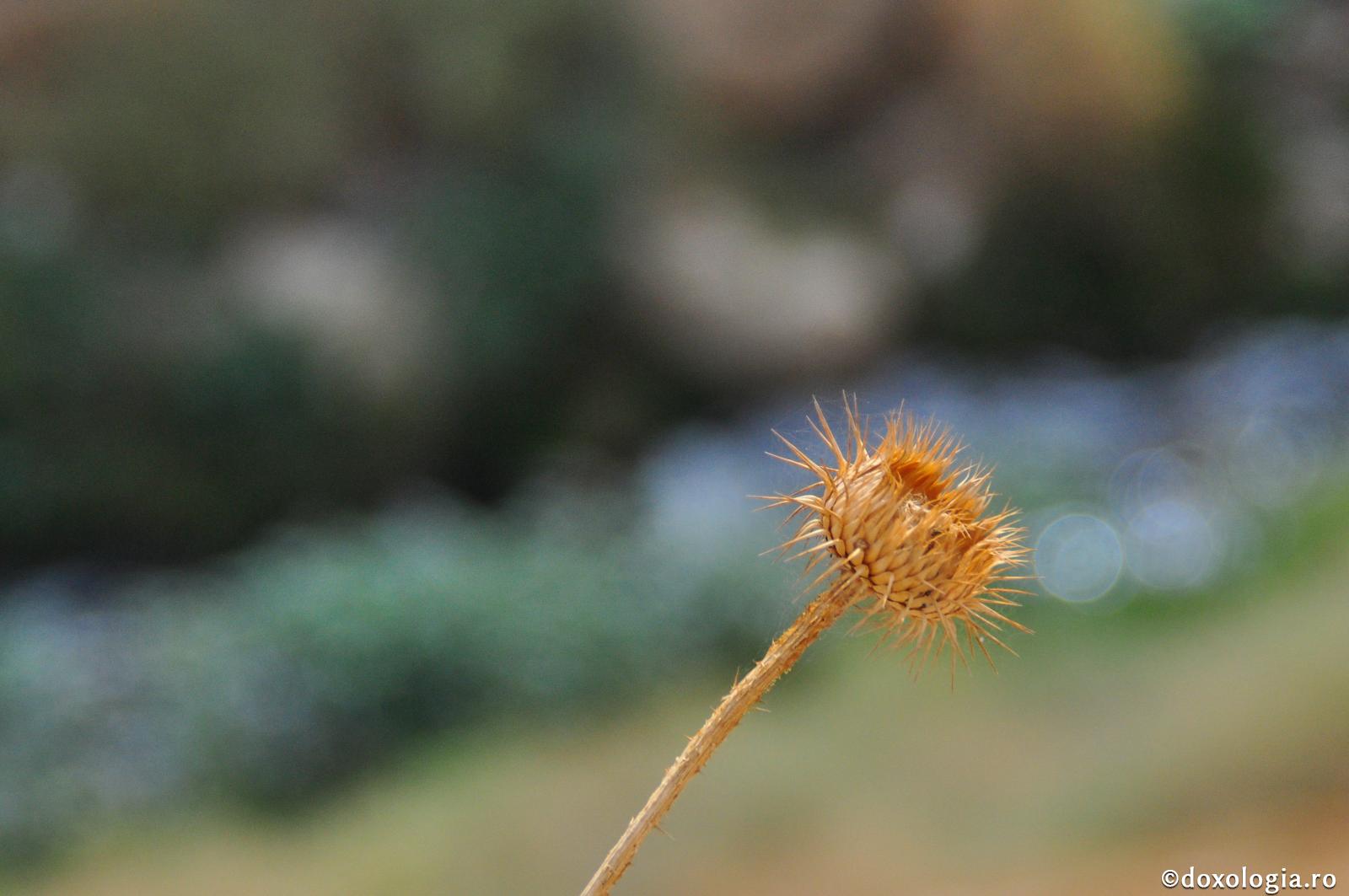 Sufletul păcătos de milă are nevoie, nu de judecată / Foto: Oana Nechifor plantă spinoasă uscată
