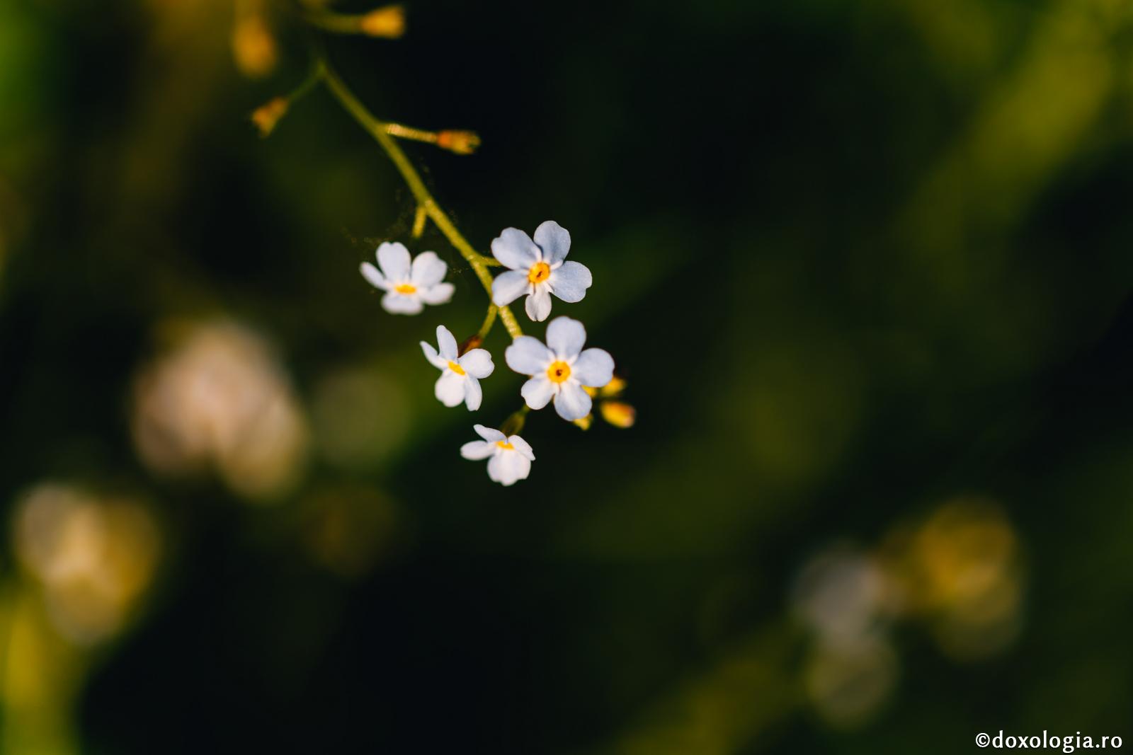 Fericiți sunt cei care își păstrează trupul curat! / Foto: Pr. Benedict Both flori de nu-mă-uita