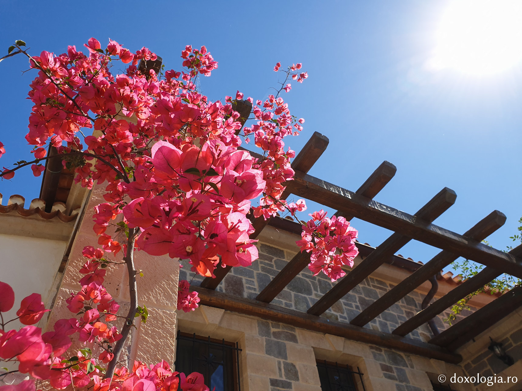 Florile Sfântului Ierarh Nectarie / Foto: Magda Buftea Florile Sfântului Ierarh Nectarie