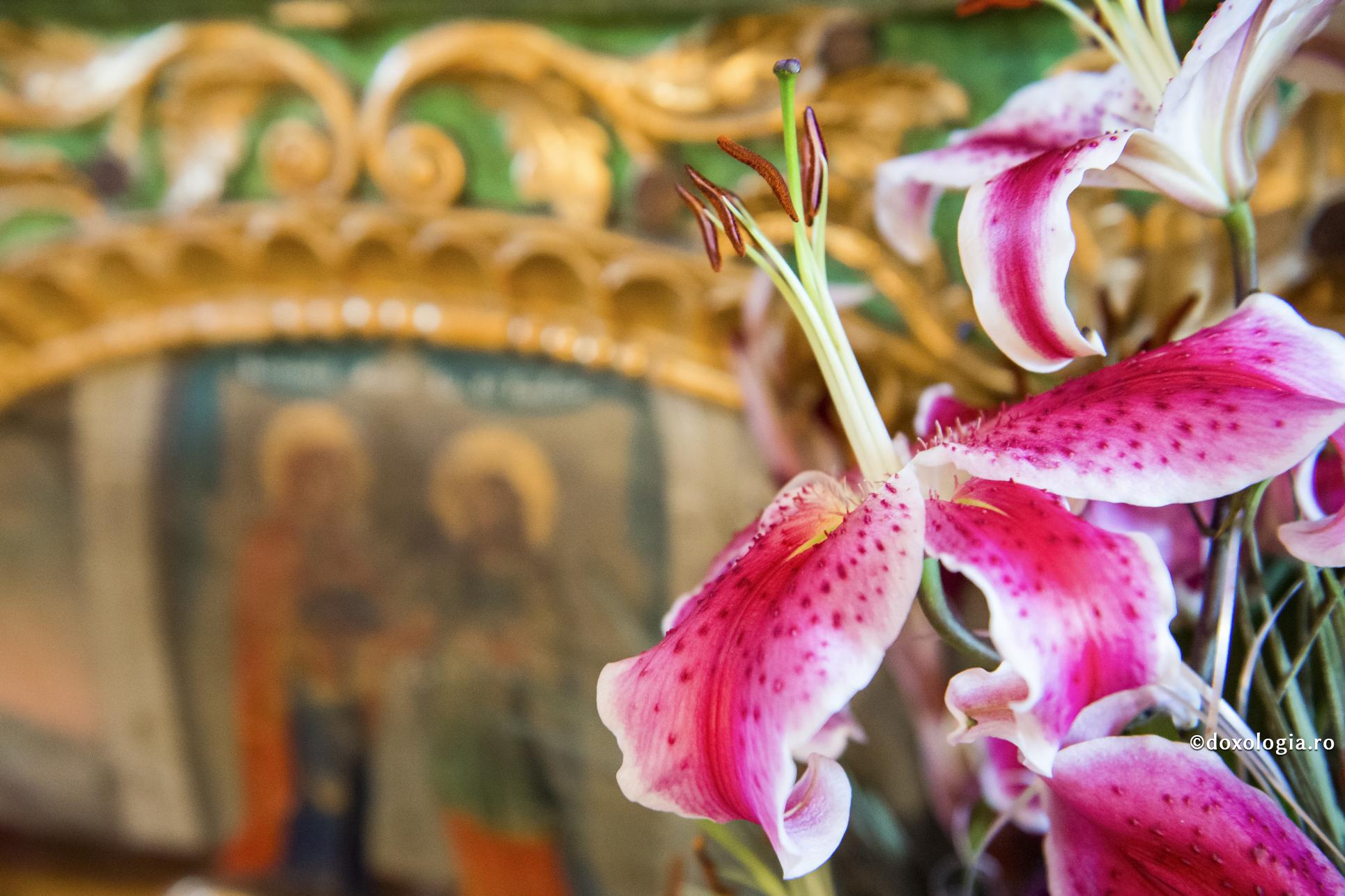 Biologul Dmitriy Gosse, despre crinii Maicii Domnului: „Fenomenul este necunoscut științei” / Foto: Oana Nechifor crini