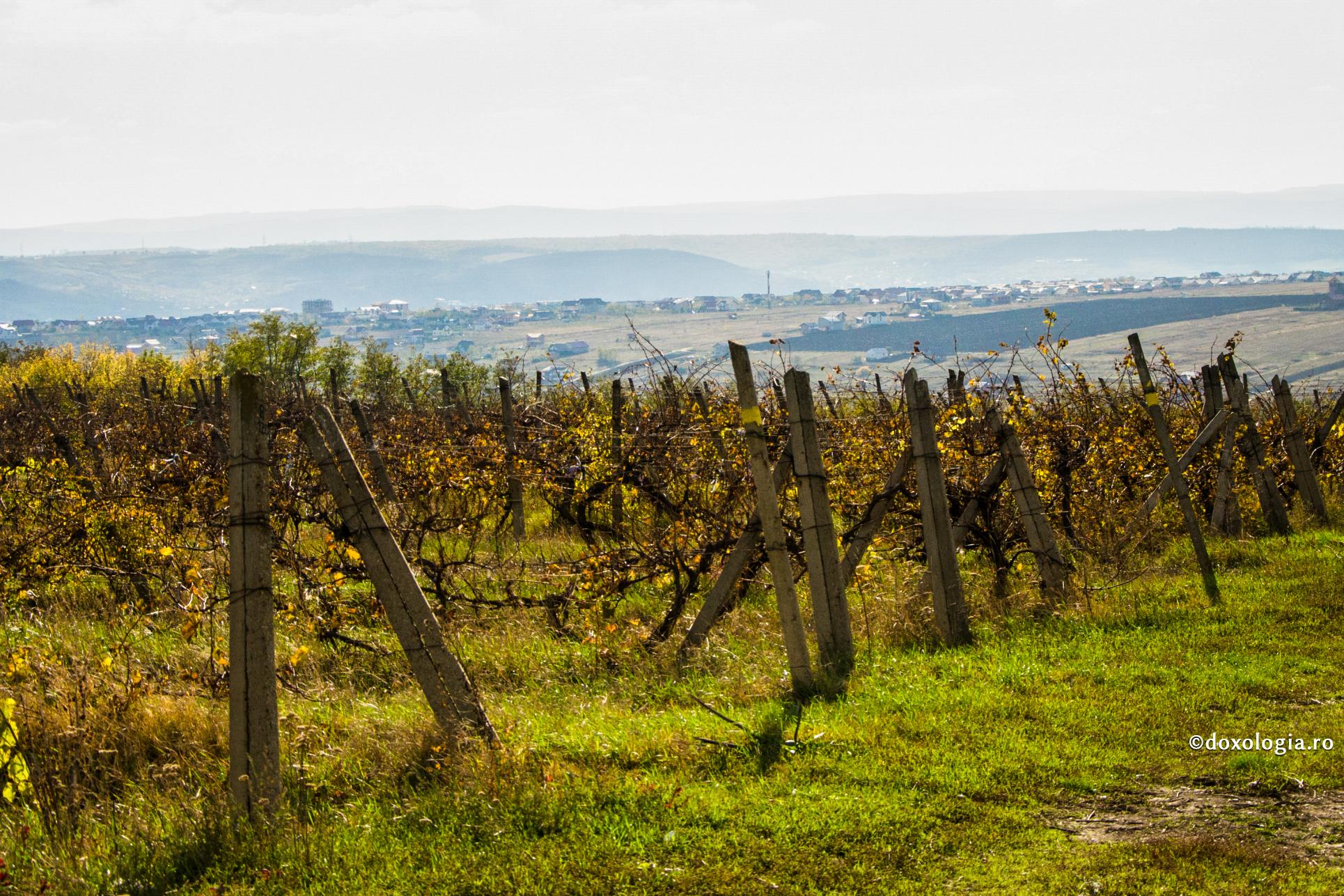 La ce le folosea faptul că aveau tăierea împrejur? Inima lor era netăiată împrejur / Foto: Pr. Silviu Cluci vie