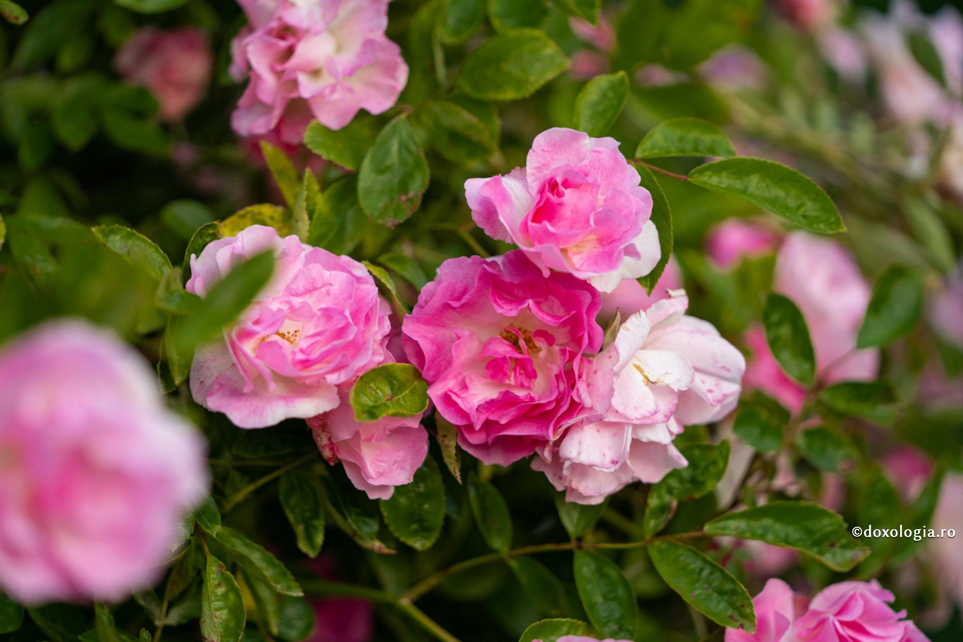 „Sfânta Ortodoxie” – cea mai mare binecuvântare dăruită ființei umane și unui neam / Foto: Bogdan Bulgariu trandafiri roz