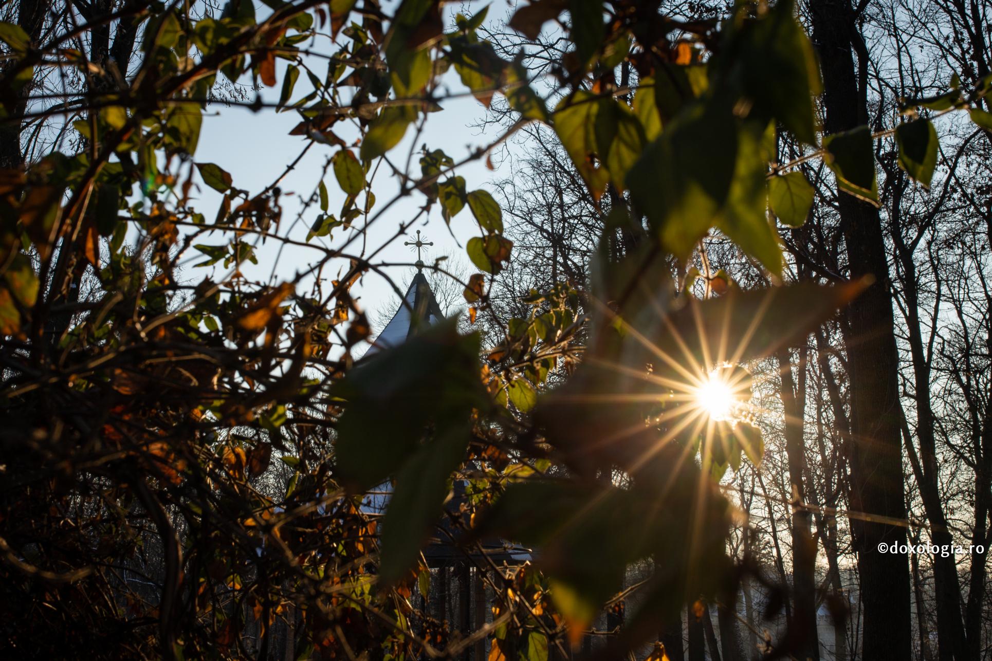 Echilibrul Ortodoxiei românești / Foto: Oana Nechifor raze de soare în pădure