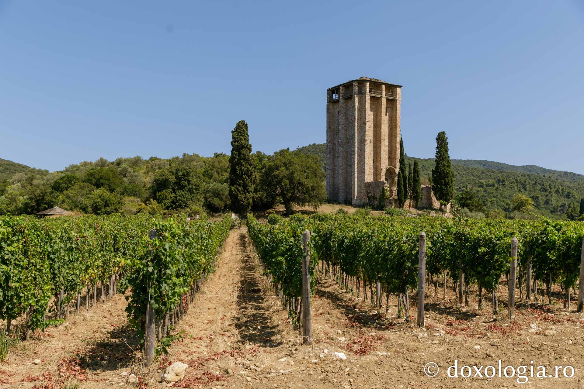 Turnul lui Milutin și viile Mănăstirii Hilandar / Foto: pr. Silviu Cluci Turnul lui Milutin