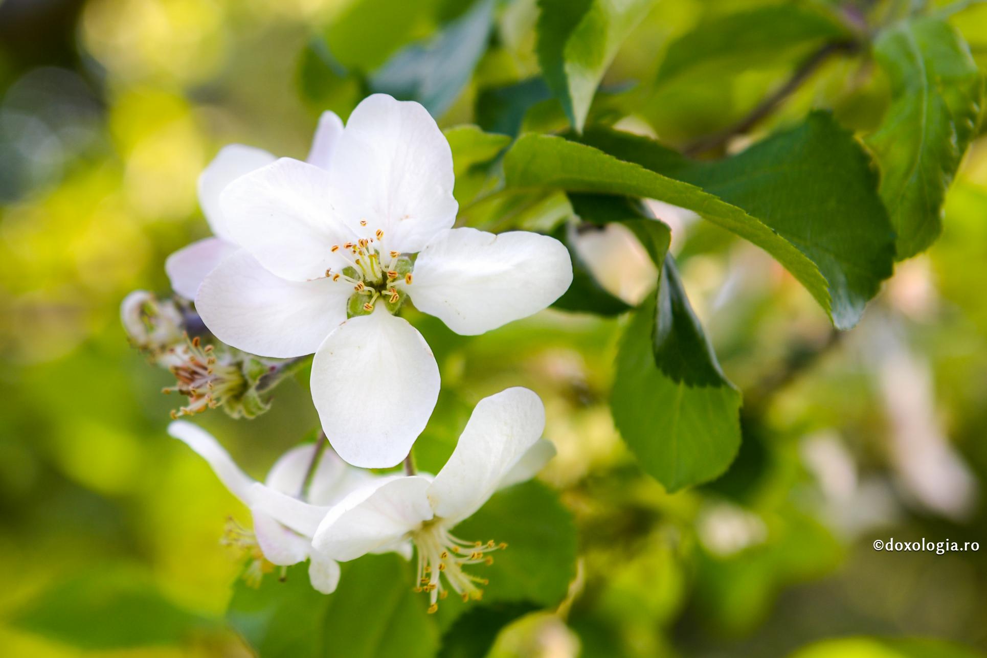 Fericiți sunt cei care-și păstrează trupul curat, fiindcă aceștia vor fi templu al lui Dumnezeu / Foto: Oana Nechifor flori de măr
