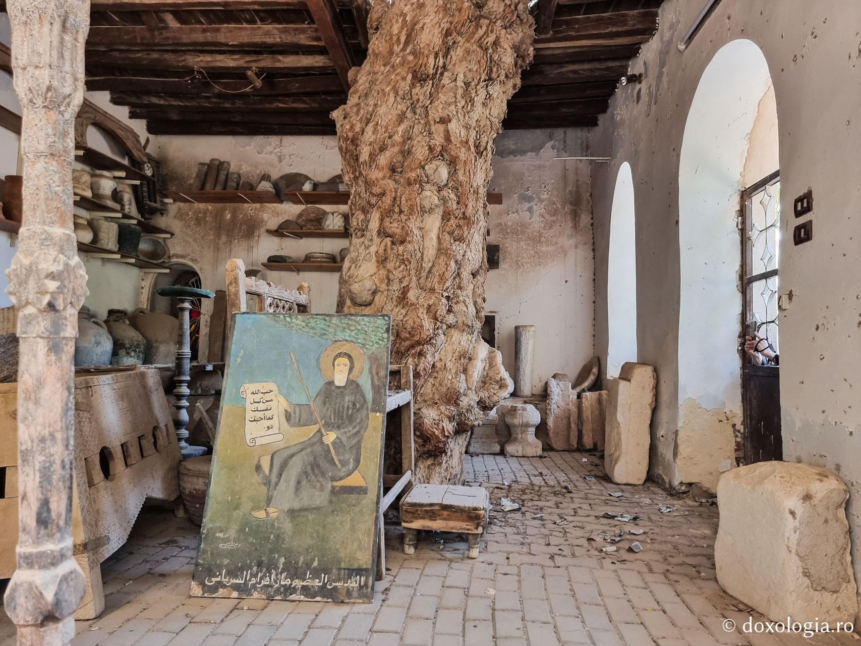 Copacul Sfântului Cuvios Efrem Sirul / Foto: Magda Buftea Copacul Sfântului Cuvios Efrem Sirul