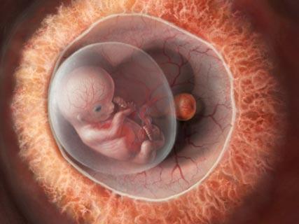 Canada: o piaţă de embrioni umani