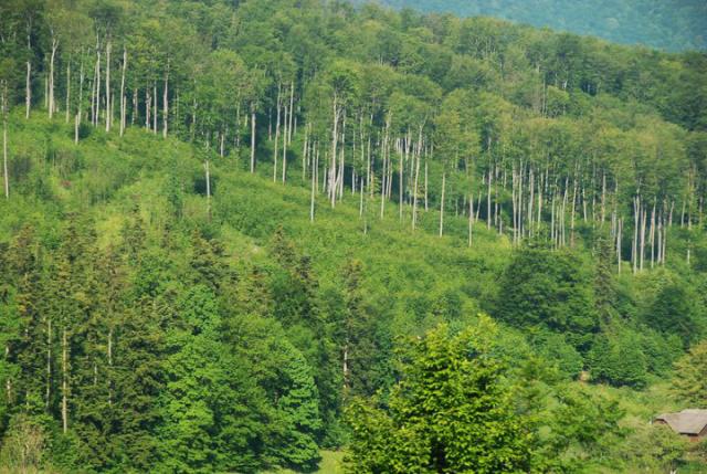 În fiecare oră, România pierde câte trei hectare de pădure