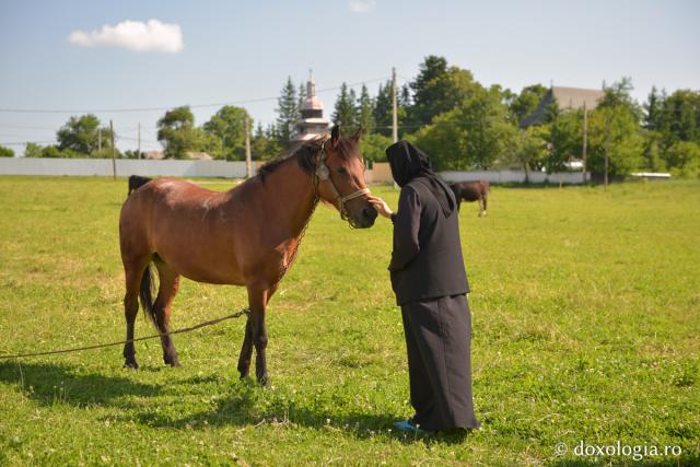 Foto: Oana Nechifor Sufletul este călărețul și trupul este calul