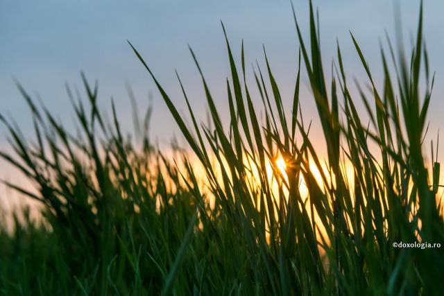 Minunea din viața fiecăruia dintre noi / Foto: Oana Nechifor fire de iarbă