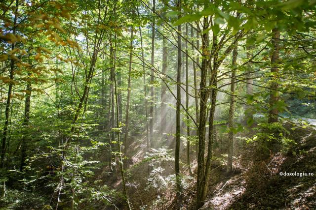 Ascetul care a fugit în pustie pentru a nu deveni stareț și mitropolit ‒ Ieroschimonahul Neofit Eliade / Foto: Oana Nechifor raze de soare în pădure
