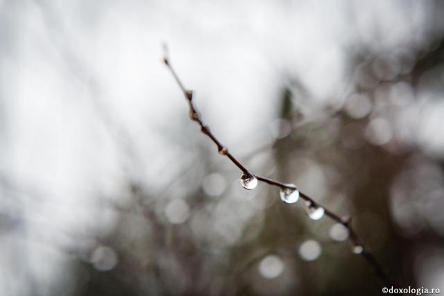 Foto: Oana Nechifor „Eu sunt viţa, voi sunteţi mlădiţele”