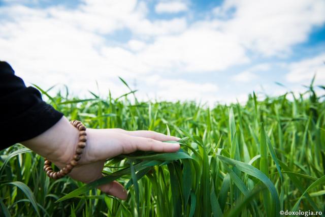 Să fii gata a te arăta pământ bun și vei fi semănat neîncetat! / Foto: Oana Nechifor lan verde
