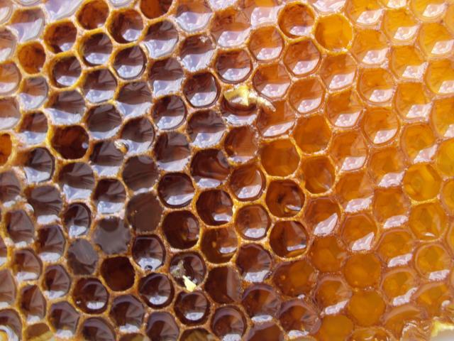 Elixirul cu miere și hrean și beneficiile sale