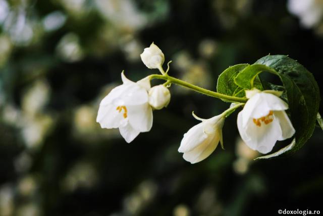 flori albe