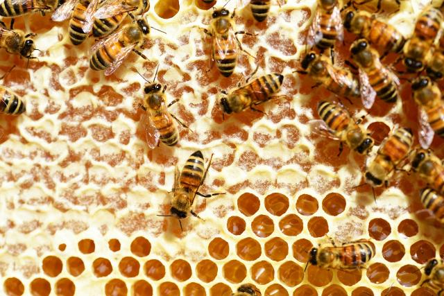 Remedii cu produse apicole pentru colita cronică