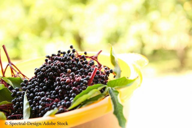 Ce putem trata cu tinctură din fructe de soc
