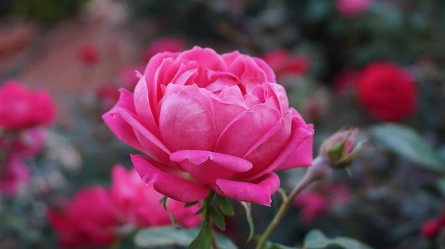 Despre valoarea terapeutică a trandafirului