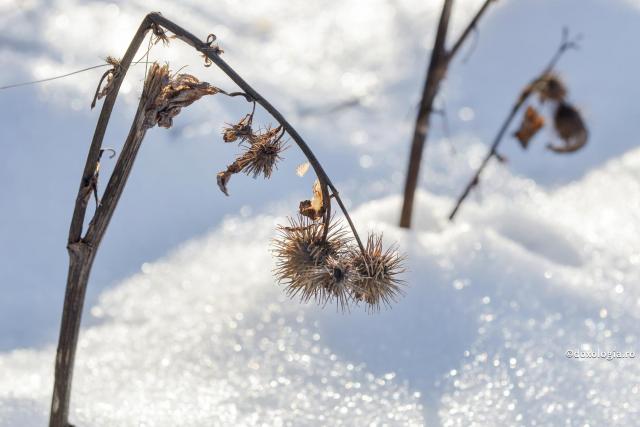 Cum putem trece peste suferință? / Foto: Constantin Comici brusture uscat în zăpadă