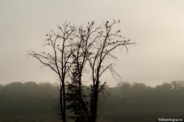 De ce a blestemat Hristos smochinul? / Foto: Oana Nechifor copac uscat