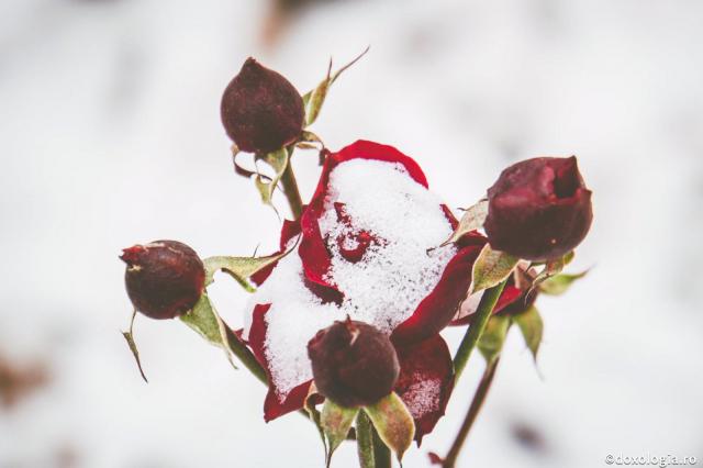 trandafir înghețat