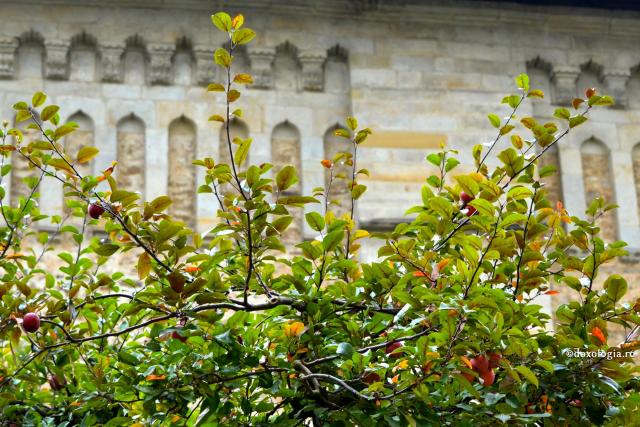 Foto: Bogdan Zamfirescu Cum putem obține roade duhovnicești?