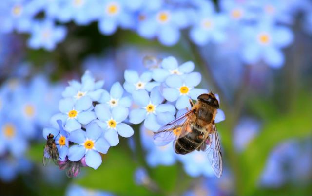 Remedii apicole pentru persoanele care suferă de astm