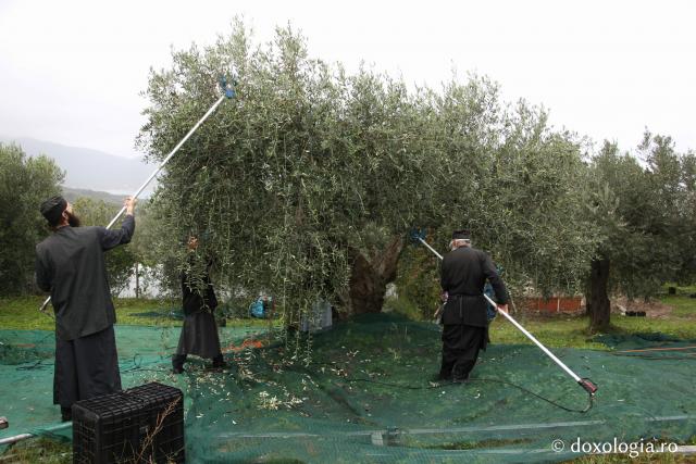 (Foto) Culesul măslinilor în Sfântul Munte Athos