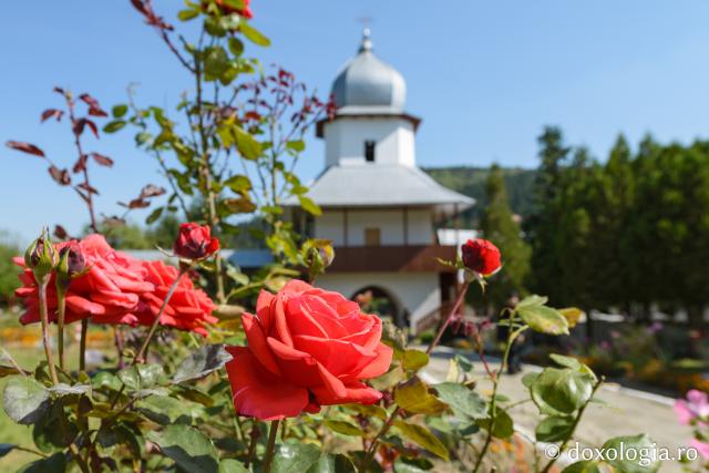 (Foto) Florile Mănăstirii Horaița